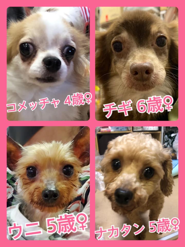 🐾今日の里親様募集中ワンコ🐶メンバーです🐾2020,6,21
